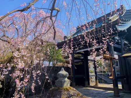 Shidare Zakura cherry blossoms in Taiseki-ji temple