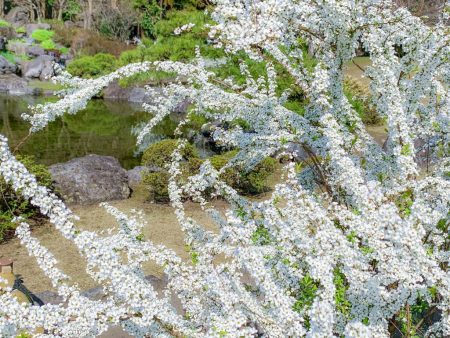 Thunberg spirea  in Taiseki-ji temple