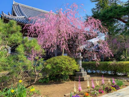 Shidare Zakura cherry blossoms in Taiseki-ji temple