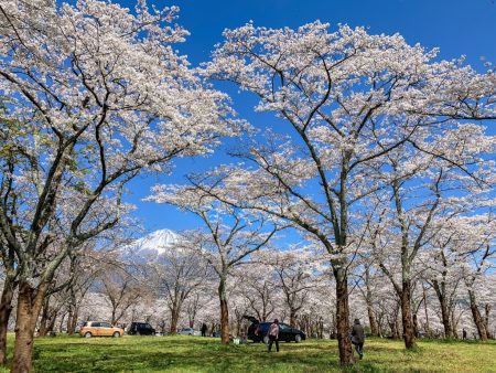 Cherry blossoms and Mt.Fuji in Taiseki-ji temple