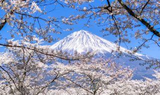 Cherry blossoms and Mt.Fuji in Taiseki-ji temple