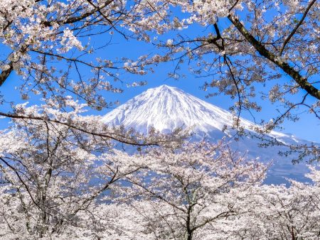 Cherry blossoms and Mt.Fuji in Taiseki-ji temple