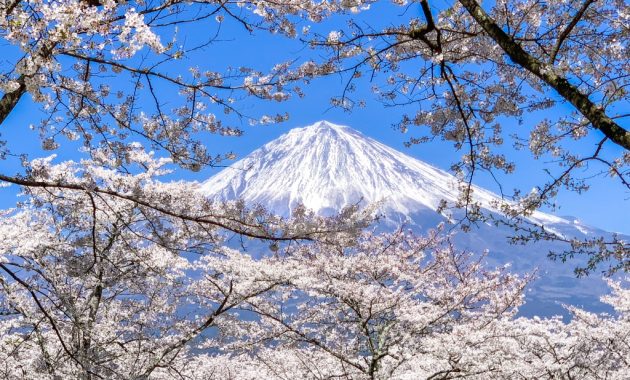 Cherry blossoms and Mt.Fuji in Taiseki-ji temple