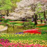 Tulip field and cherry blossoms in Showa Memorial Park in Tokyo