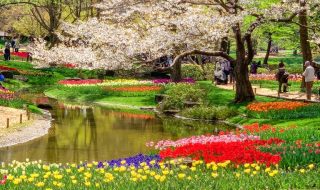Tulip field and cherry blossoms in Showa Memorial Park in Tokyo