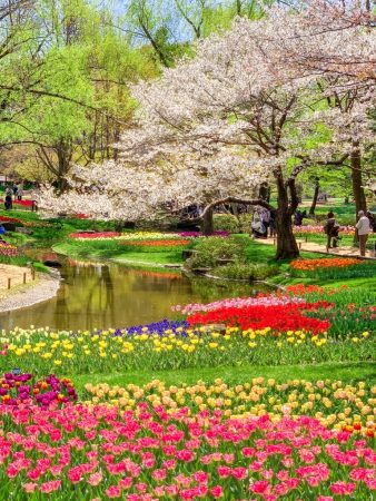 Tulip field and cherry blossoms in Showa Memorial Park in Tokyo