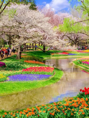 Tulip field and cherry blossoms in Showa Memorial Park in Tokyo