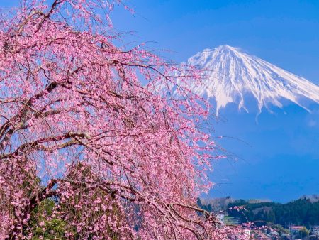 Shidare Zakura and Mt.Fuji at Myosen-ji temple