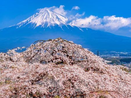 Shidare Zakura cherry blossoms and Mt.Fuji at Sensho-ji temple