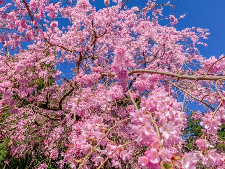 Shidare Zakura cherry blossoms in Saijo-ji temple