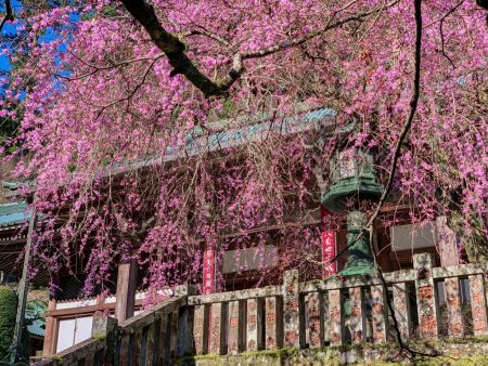 Shidare Zakura cherry blossoms in Saijo-ji temple