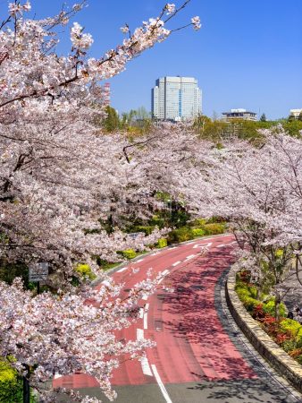 Cherry blossoms in TokyoMidtown