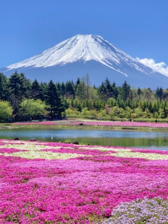 Fuji Shibazakura festival