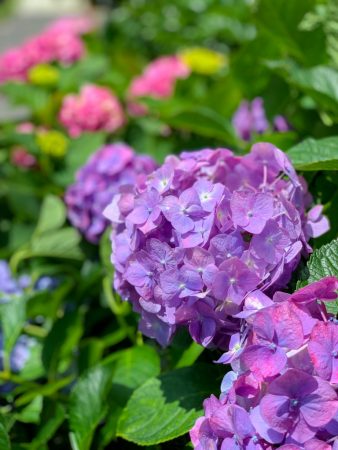 Hydrangeas in Gokurakuji temple