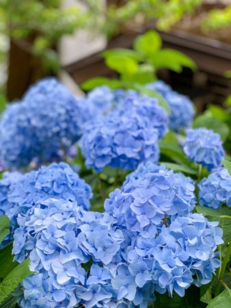 Hydrangeas in Gokurakuji temple