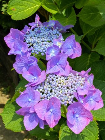 Hydrangeas in Gokurakuji temple