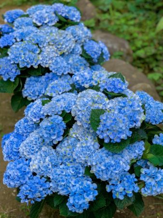 Hydrangeas in Enoshima island