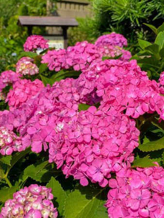 Hydrangeas in Gokurakuji temple