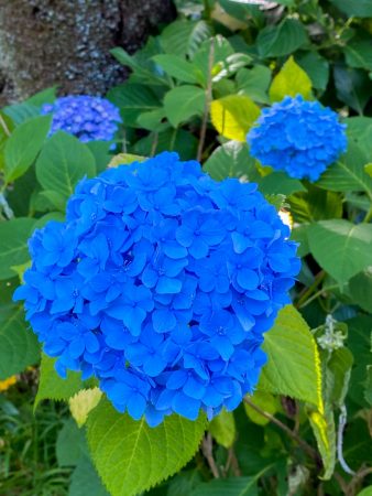 Hydrangeas in Gokurakuji temple