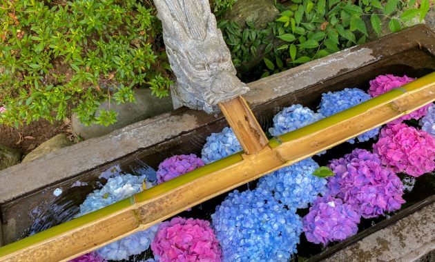 Chozuya filled with colorful hydrangea in Enoshima island