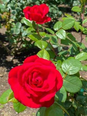Rose garden in Enoshima island
