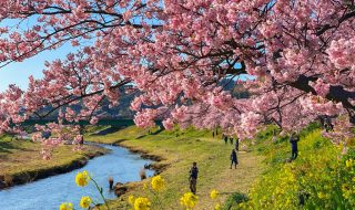Kawazu Zakura cherry blossoms in Minami Izu Town
