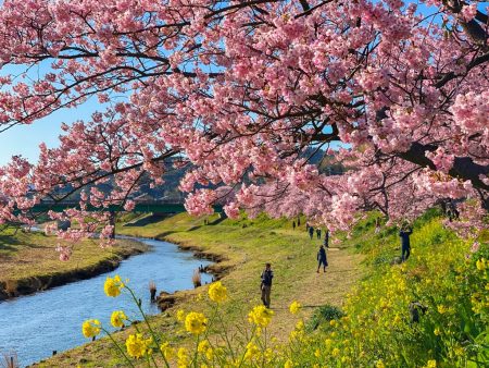 Kawazu Zakura cherry blossoms in Minami Izu Town