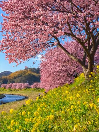 Kawazu Zakura cherry blossoms in Minami Izu Town