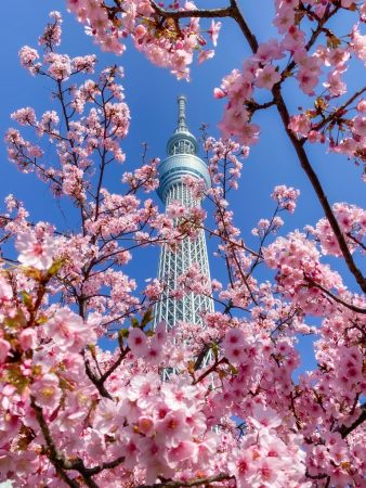 Kawazu Zakura and Tokyo Skytree.