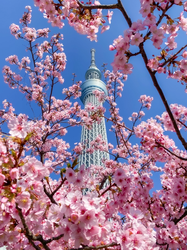 Kawazu Zakura and Tokyo Skytree. | 1 minute traveller