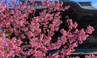Okame Zakura cherry blossoms and Kencho-ji temple