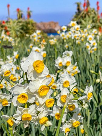 Narcissus flowers at cape Tsumekizaki in Shimoda city