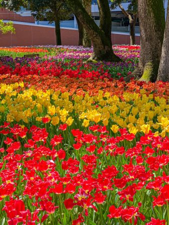 Tulip garden at Yokohama Park