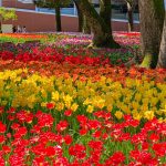 Tulip garden at Yokohama Park